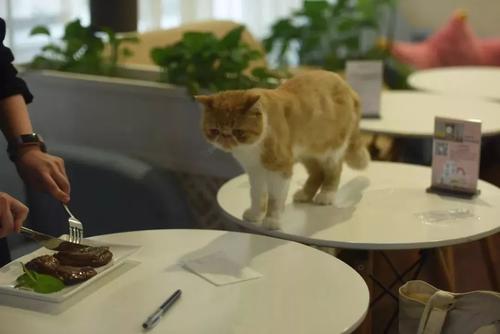 养猫APP开发 铲屎官必备应用