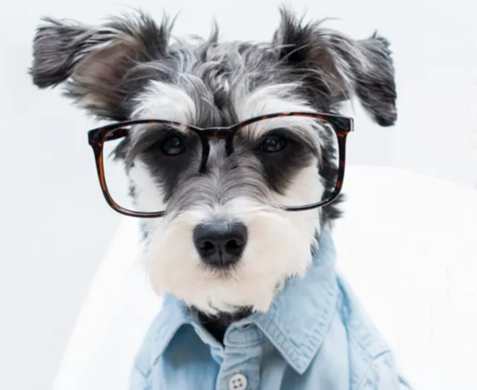 宠物医疗服务APP有哪些商业价值和功能？