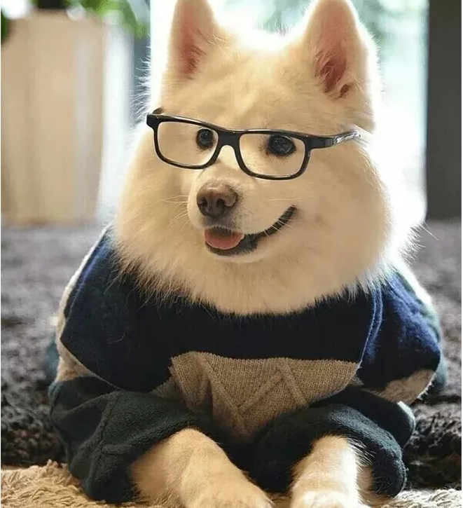 宠物服务平台有哪些服务板块