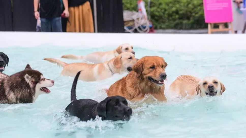 根据宠物市场的需求体现出宠物平台的重要性